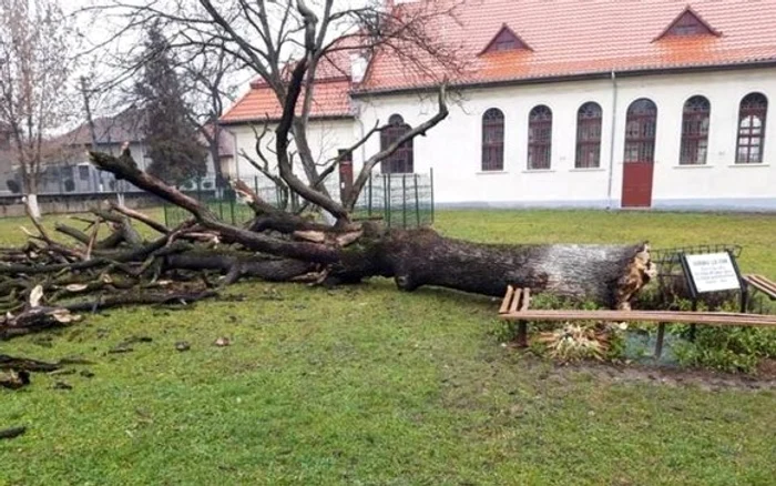 
    Stejarul lui Arsenie Bocafoto: bisericadinbrad.blogspot.com  