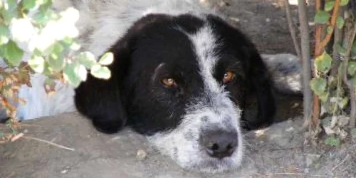 Hunedoara: Un copil de cinci ani a fost atacat de un câine