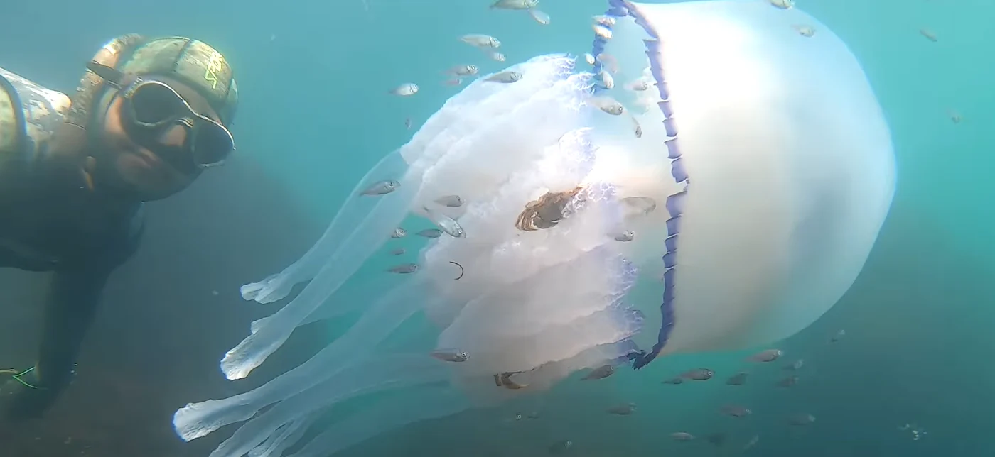 Omul cu branhii a suprins cea mai mare specie de meduză din Marea Neagră. FOTO: Captura video 