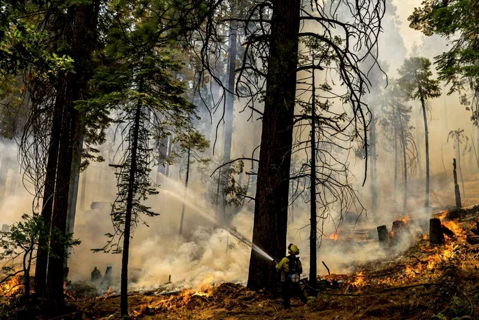 Cei mai mari copaci din lume, amenințați de incendiul Washburn Foto: Twitter