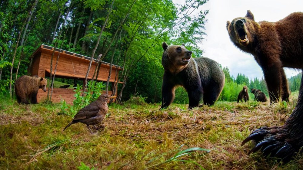 Când atacă urșii. Filmări ale celor mai șocante întâlniri între om și urs