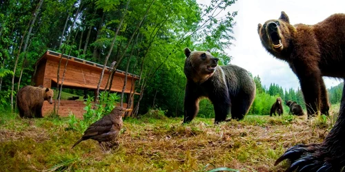 Observatorul de Ursi Baile Tusnad Foto bailetusnad ro jpg