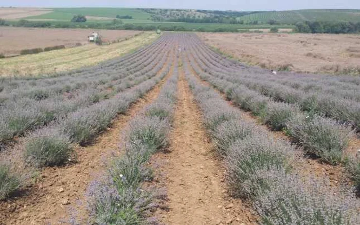 Tudor Panait în plantaţia de lavandă FOTO Ştefan Both