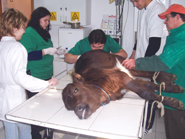 Iaşi: Ambulanţă veterinară non-stop în tot judeţul
