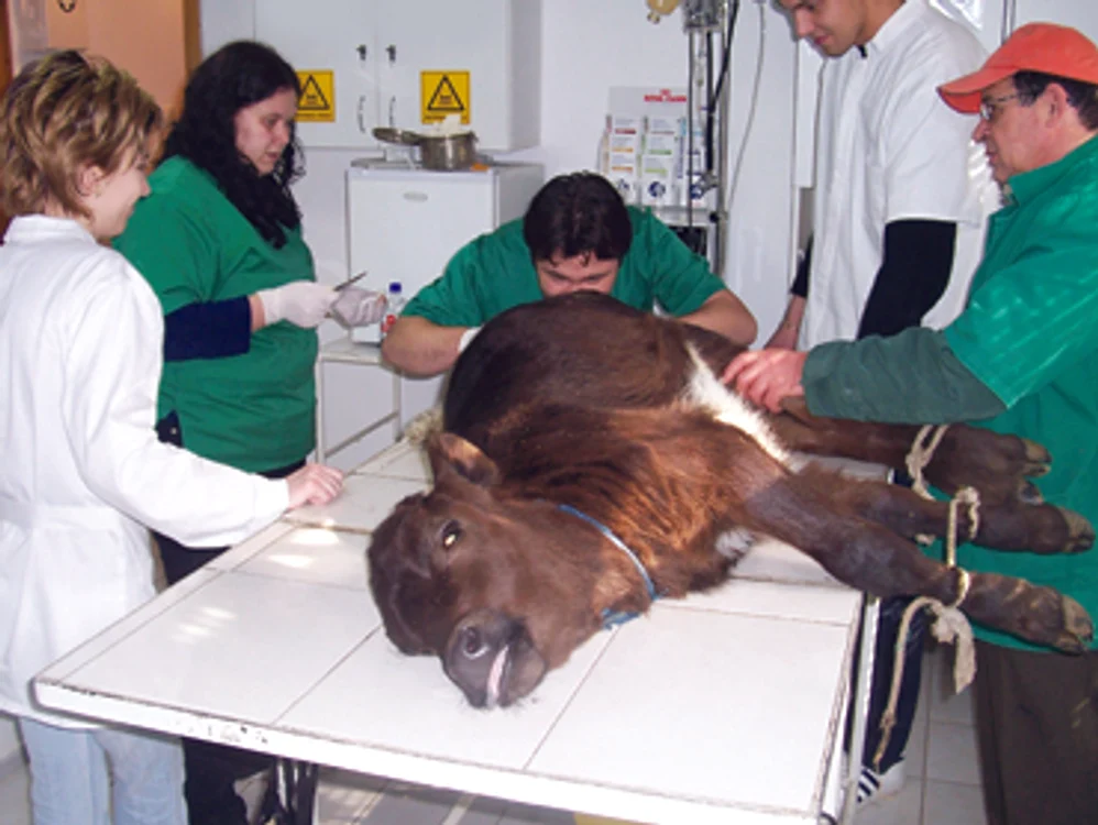 Iaşi: Ambulanţă veterinară non-stop în tot judeţul