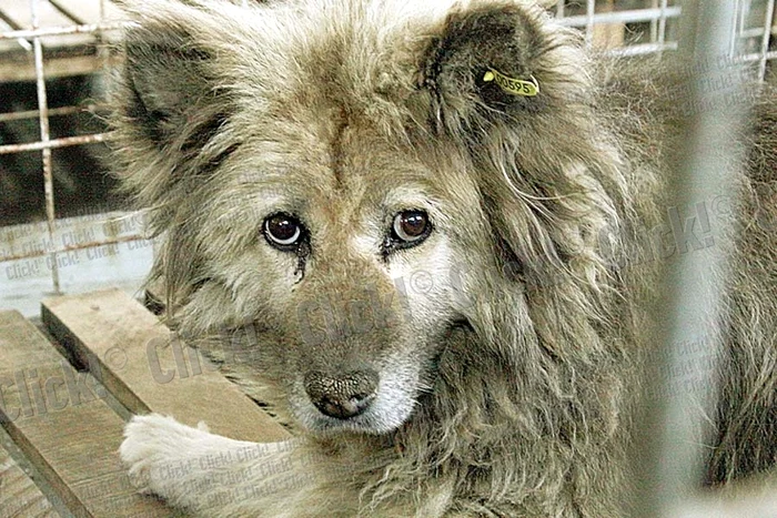 Gabriel, 9 ani, a văzut  în ziarul Click! un căţel  care i-a plăcut şi a vrut  să-l ia acasă, dar ieri  n-a fost zi de adopţii (Fotografii: Zoltan Lorencz)