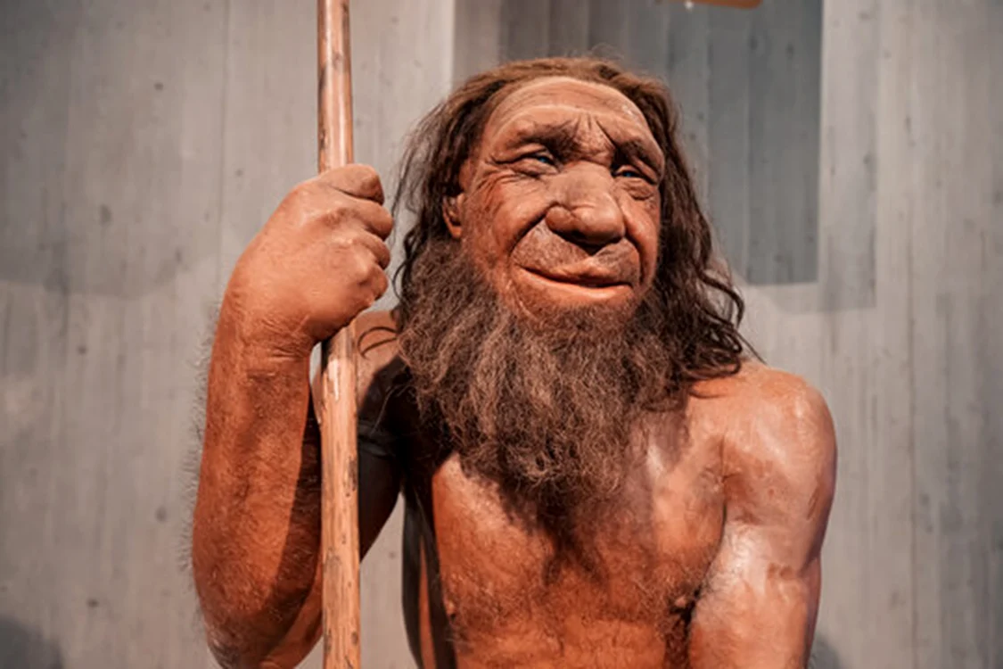 Experții au studiat pelvisul neanderthalienilor