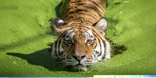 Un tigru este surprins de fotograful Stig Ottesen intr-un lac acoperit cu alge. FOTO Caters News