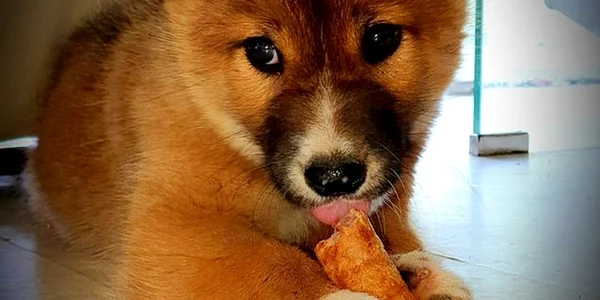 Dingo