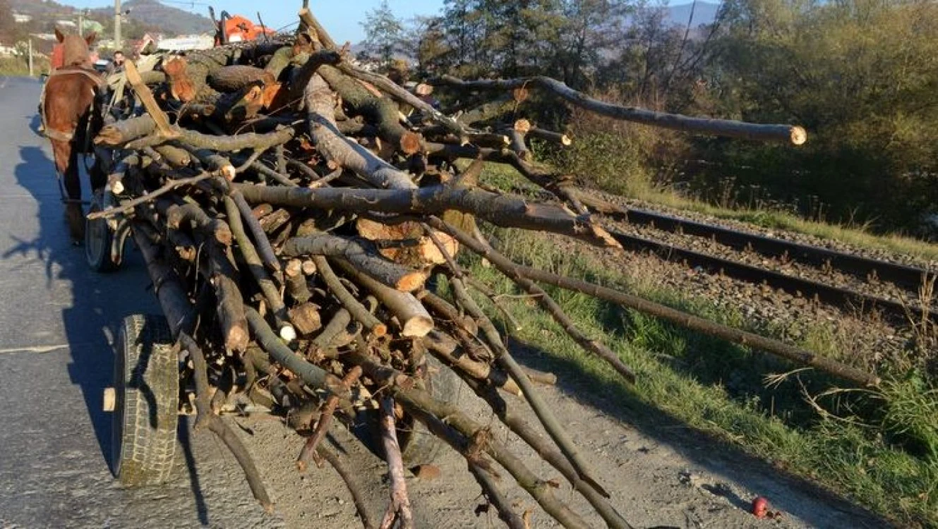 Doar unul dintre cei care furau lemne a fost prins FOTO Arhivă