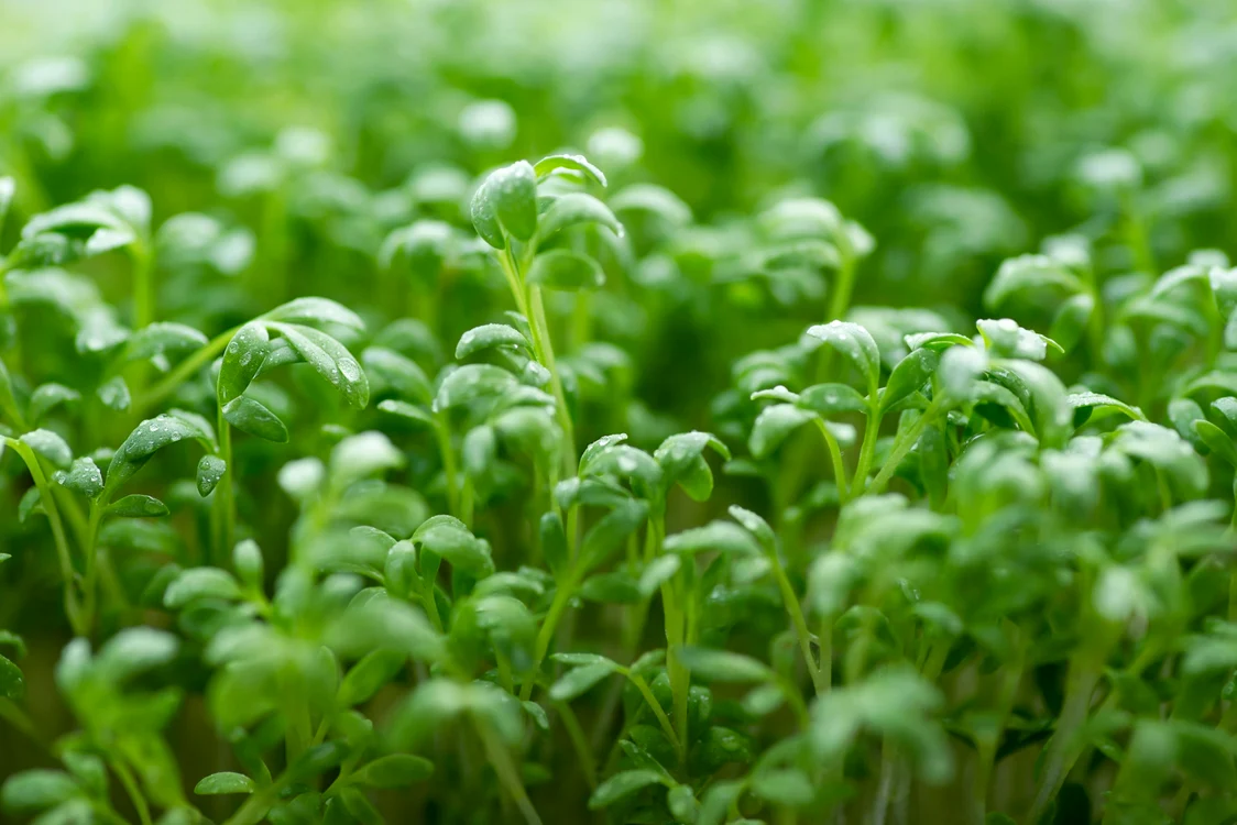 Cresonul este cea mai bună legumă FOTO Shutterstock