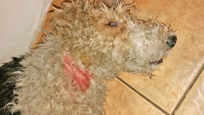 Terrierul  a avut nevoie  de îngrijire  intensivă