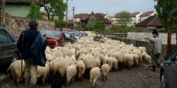 Oile au fost recuperate