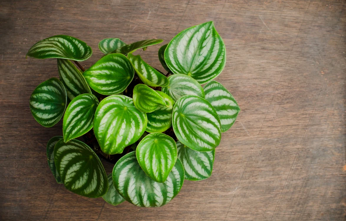 Cele mai rezistente plante de apartament peperomia FOTO 123 RF