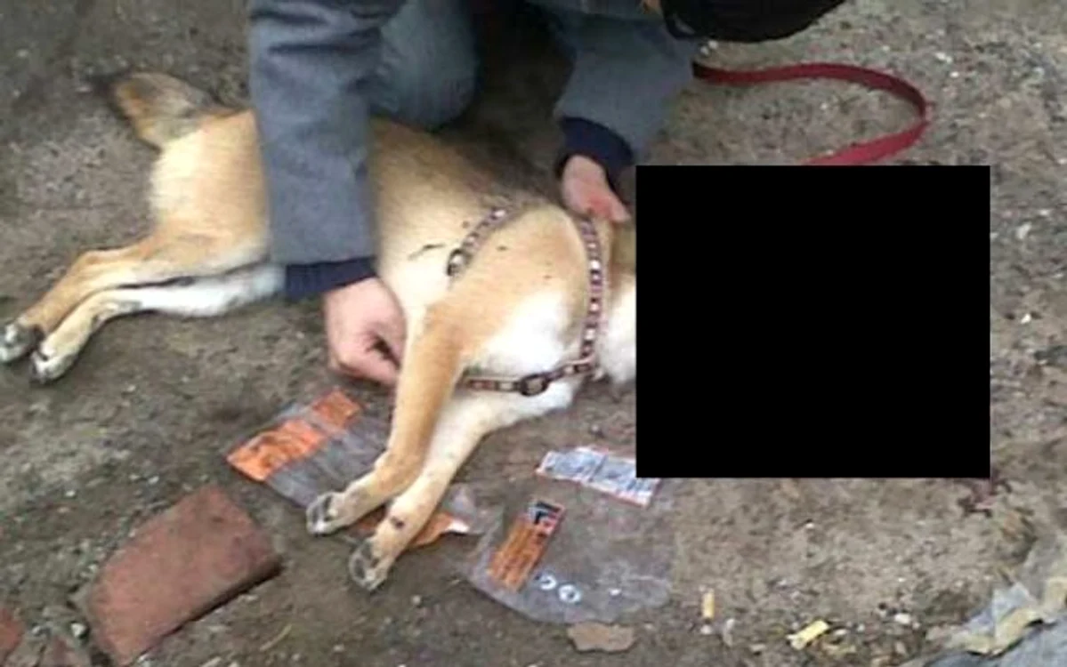 Animalul rănit a fost dus pentru o complicată operaţie FOTO Asociaţia Help Lăbuş