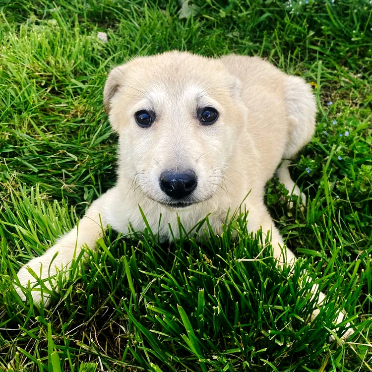 Târgul de adopții are loc în București