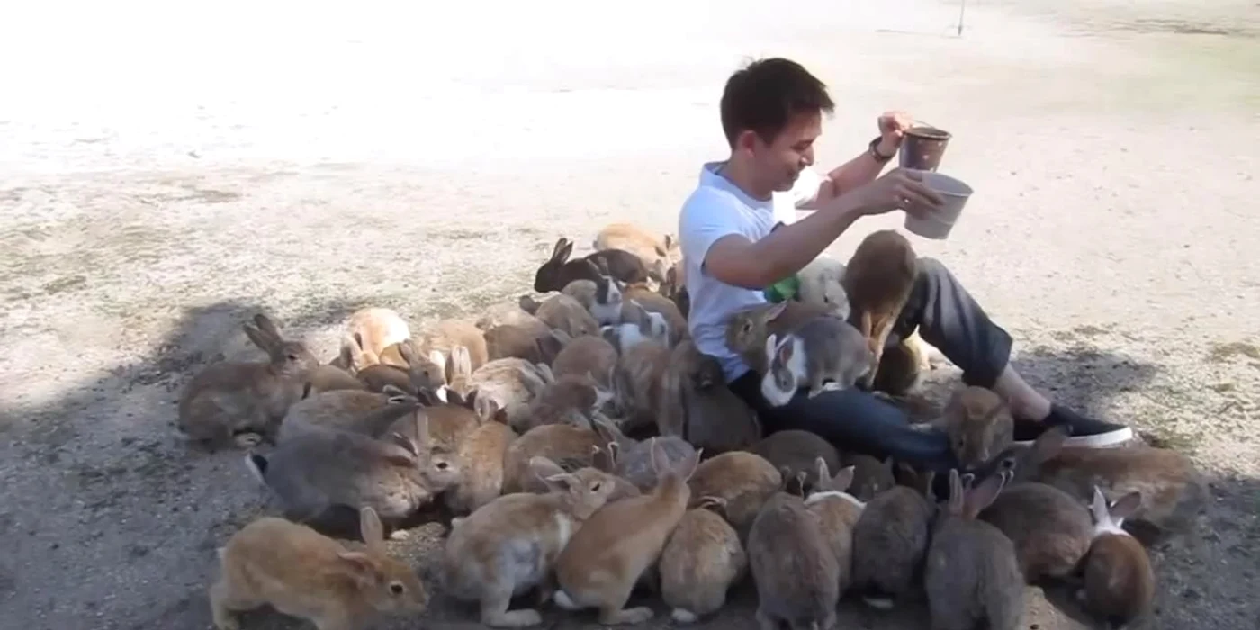 Iepurașii simpatici sunt împânziți pe toată insula Okunoshima.