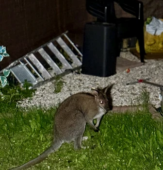 wallaby belgia 2 foto facebook jpg