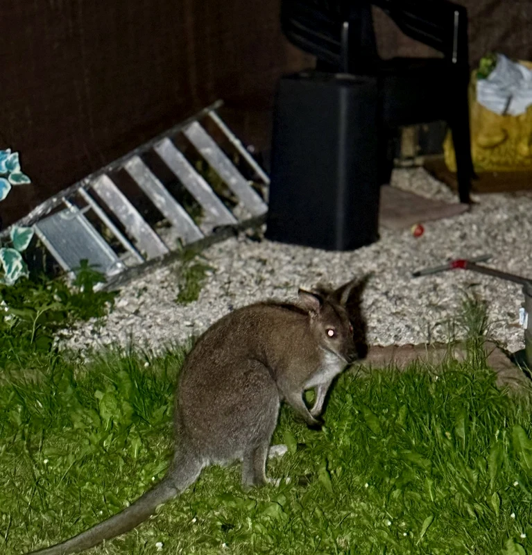 wallaby belgia 2 foto facebook jpg