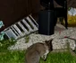 wallaby belgia 2 foto facebook jpg