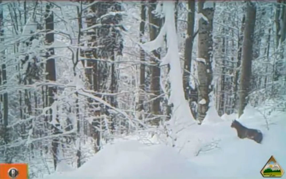 Foto: Facebook Parcul Natural Apuseni