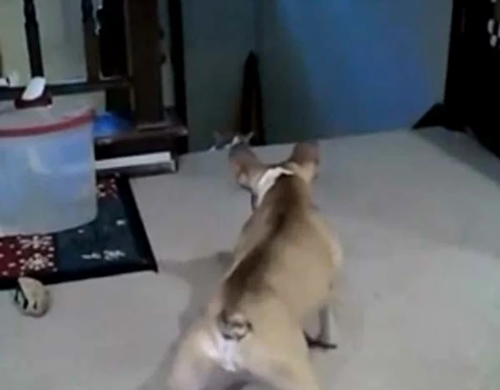 Câinele se dă viteaz dar nici nu bănuieşte ce îl aşteaptă