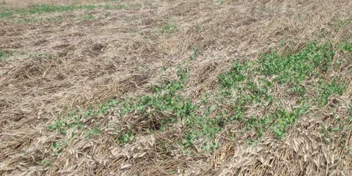 Culturile de grâu au fost puse la pământ de ploi anul trecut
