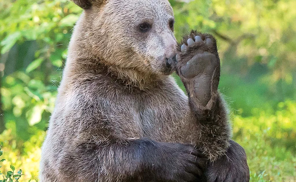 
    Ia uitaţi-vă am ceva pe talpă?Fotografii: Photoland/ Caters  
