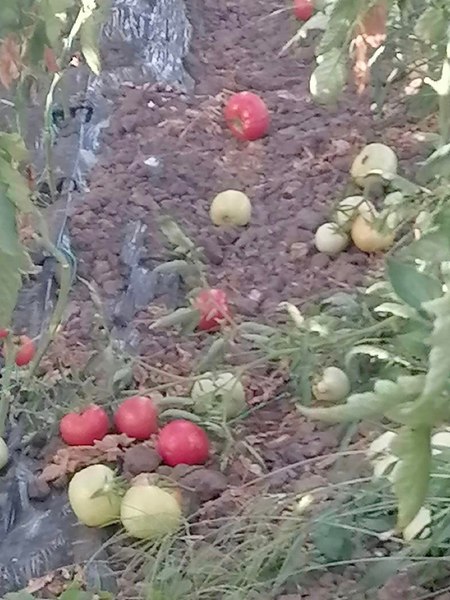 Furtuna a făcut prăpăd în Olt. Zeci de solarii au fost distruse. „Am pierdut toată cultura de roșii, suntem disperați“ VIDEO
