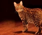 Ocicat  jpeg