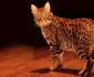 Ocicat  jpeg