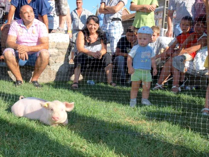 Concurs de prins purcei