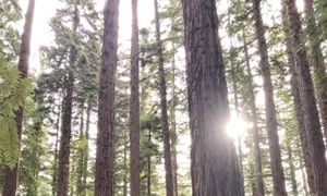 Meghan Markle a fost fotgrafiata de prinţul Harry în pădure png