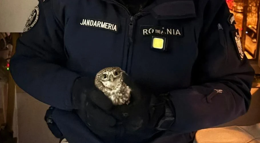 Apel neobișnuit la 112 în Botoșani. O bufniță a intrat într-un apartament prin țeava de ventilație
