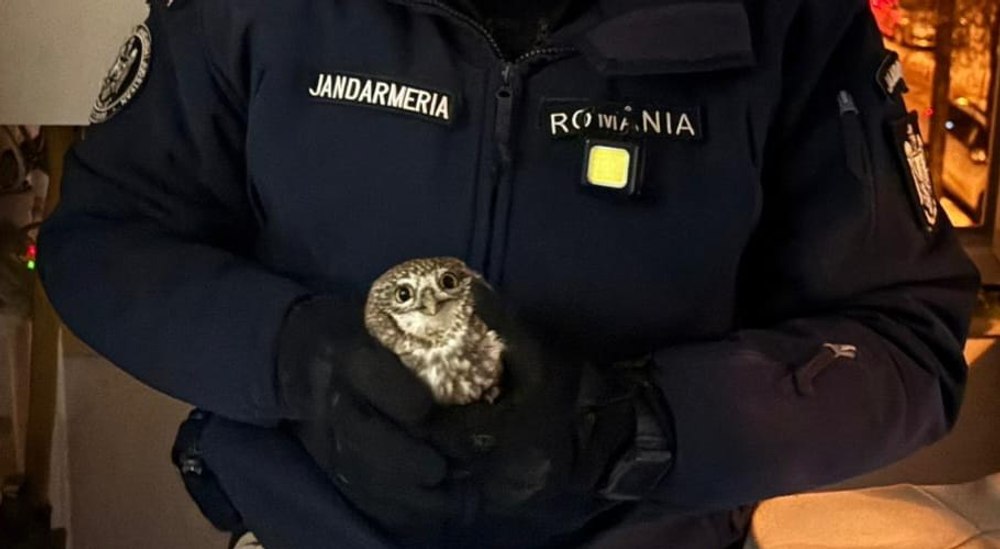 Apel neobișnuit la 112 în Botoșani. O bufniță a intrat într-un apartament prin țeava de ventilație