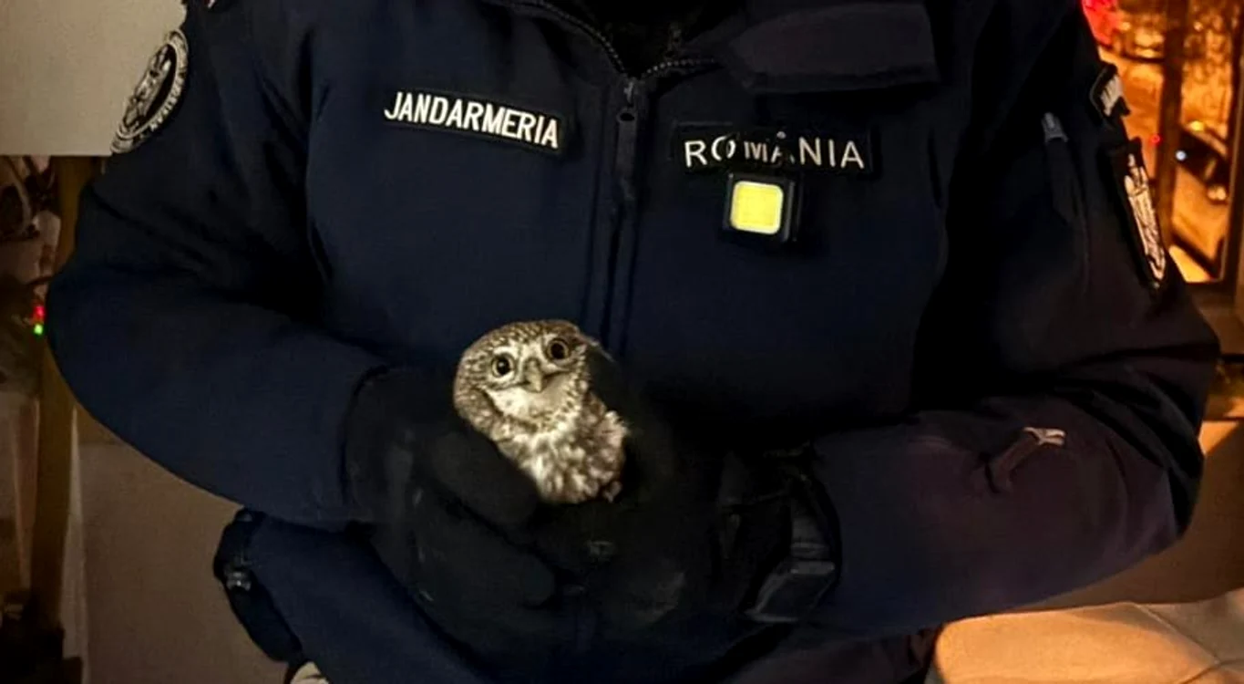 Jandarmi au reușit să captureze bufnița fără a o răni FOTO: Jandarmeria Română