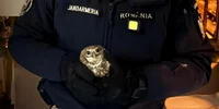 Bufniță găsită în bucătăria unei locuințe din Botoșani FOTO Jandarmeria Română