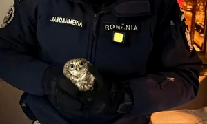 Bufniță găsită în bucătăria unei locuințe din Botoșani FOTO Jandarmeria Română