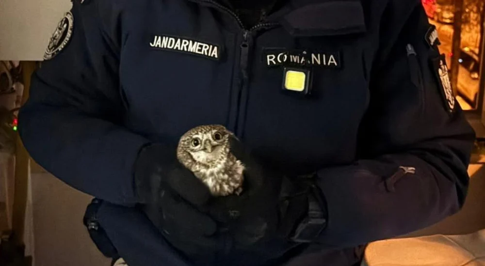 Apel neobișnuit la 112 în Botoșani. O bufniță a intrat într-un apartament prin țeava de ventilație