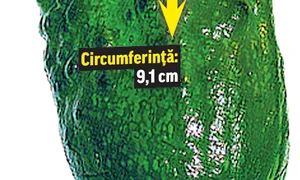 castra32 peglob 7 jpeg