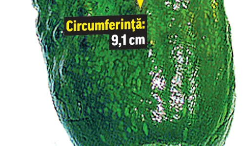 castra32 peglob 7 jpeg