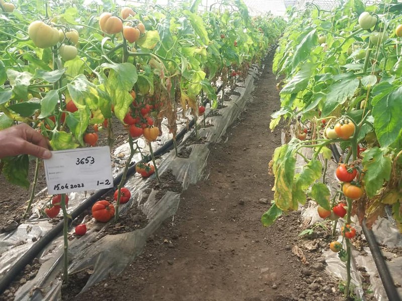 Scandalul legumelor toxice. Ce avertisment le dau fermierilor autoritățile din „Patria Tomatelor”