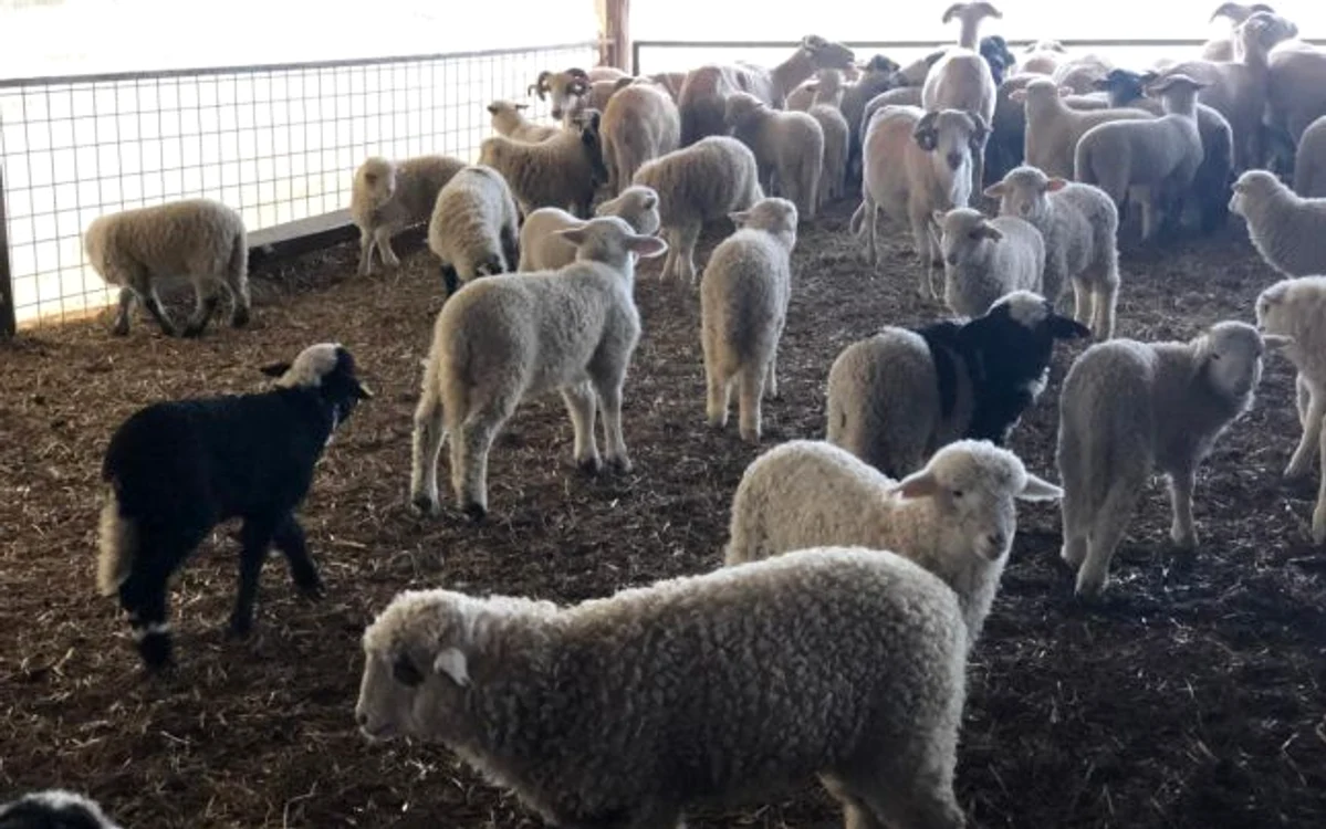 Comercializarea mieilor este drastic afectată de epidemia de coronavirus