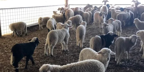 Miei din fermele din Vaideeni Vâlcea pentru sărbătorile Pascale Foto Adevărul - credit Vaideeni