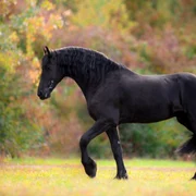 cal foto shutterstock