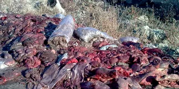 Comisarii Gărzii de Mediu au găsit leşuri în stare de putrefacţie pe o mare suprafaţă din curtea firmelor 