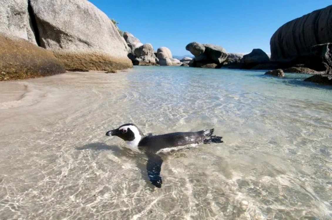 Boulders Beach