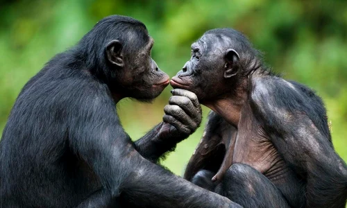 Cimpanzei (© wallpapercat.com)