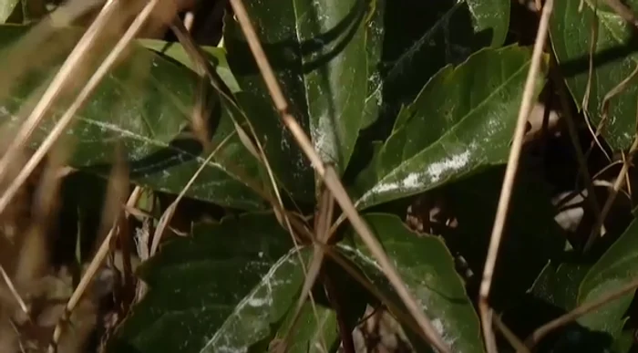 Praful a ajuns și pe plantele din comună / captură: Digi 24