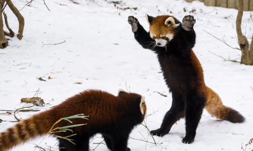 Urşii panda roşii par să se simtă foarte bine la grădina zoologică  (Foto: ChengLun Na PhD/Wenn) jpeg